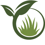 Key Wisteria Planting