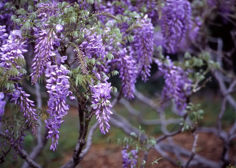 Contact About Wisteria Planting