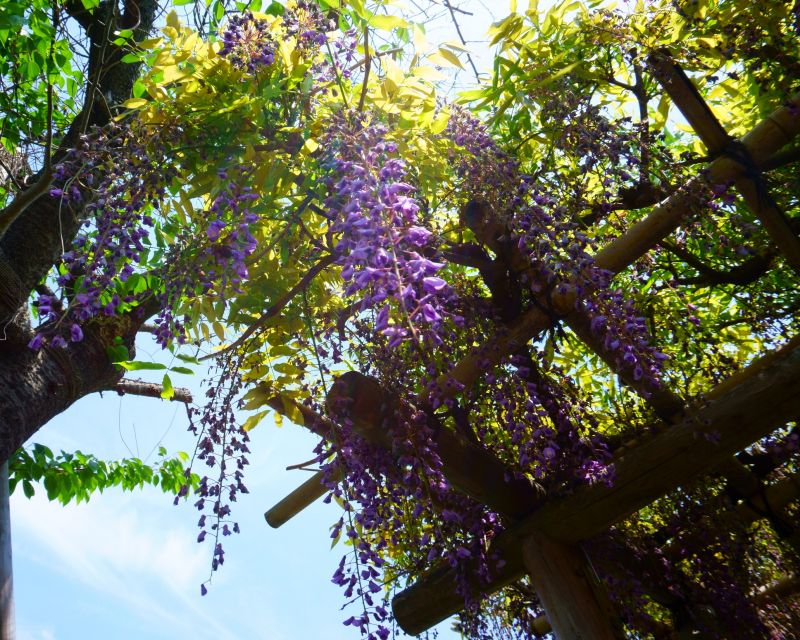 Wisteria Planting