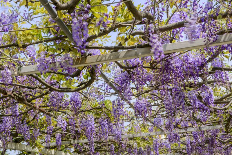 Wisteria Planting