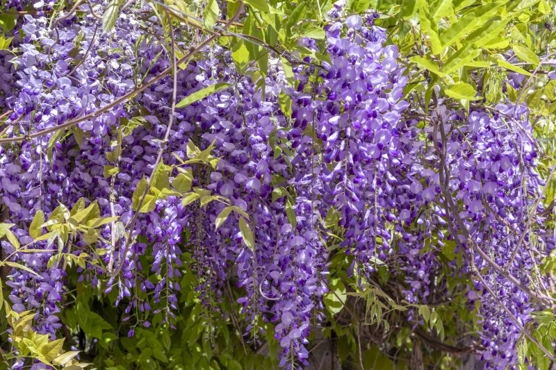 Wisteria Planting