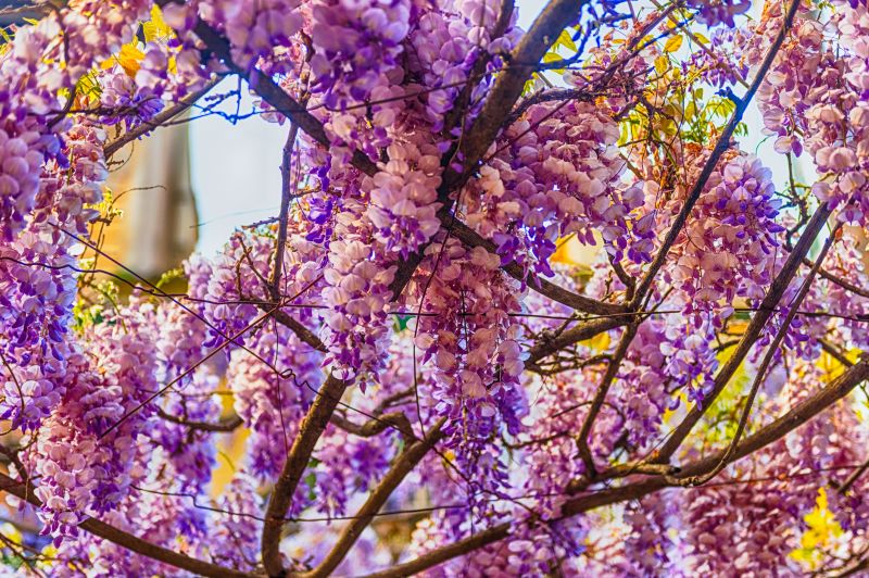 Wisteria Planting